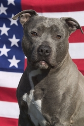 Palin's Brand? A Pitbull with Lipstick